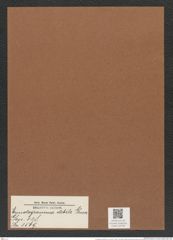 Eunotogramma debile Grun. (de-Toni-Nr.: Genus 128, Species 3569) Zeichnungen Sammlung Grunow Mappe 03736 (Herbarium_W_Grunow_drawings_Folder_03736)